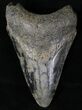 Bargain Megalodon Tooth - South Carolina #20797-1